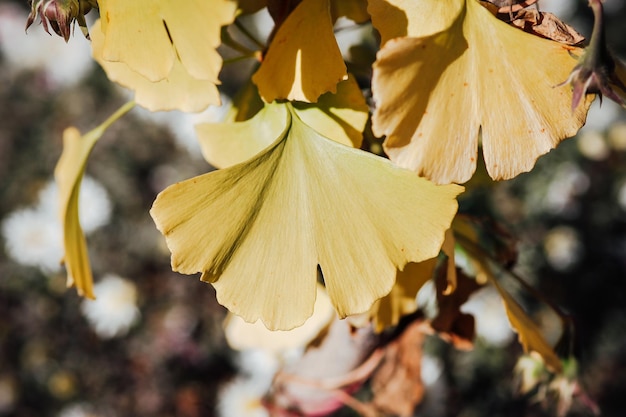 foglie gialle di ginkgo