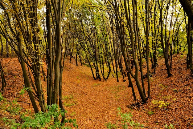 Foglie gialle di natura autunnale