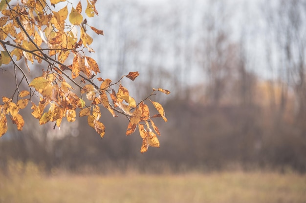 Foglie gialle di sfondo naturale autunnale e sfondo sfocato morbido