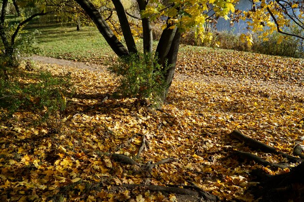 Foglie gialle e arancione secche a terra nel parco in autunno