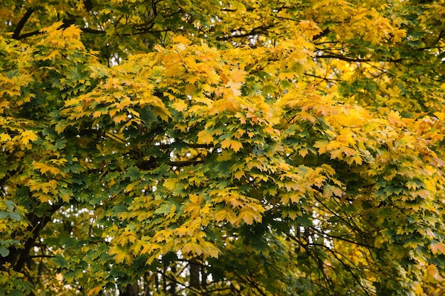 Foglie gialle e arancioni del paesaggio del parco di autunno sui rami