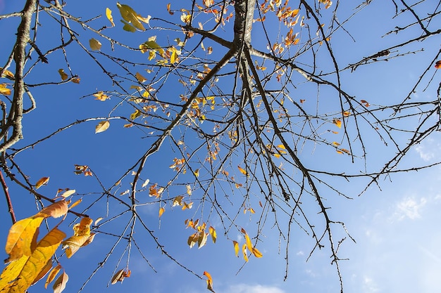 Foglie gialle luminose sui rami degli alberi su sfondo blu cielo nella foresta autunnale