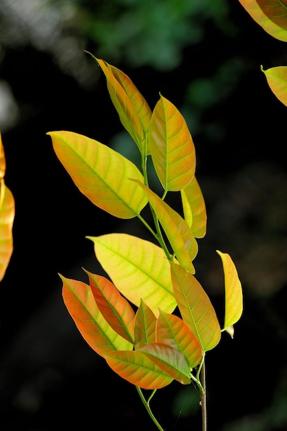 Foglie gialle naturali fresche su sfondo nero