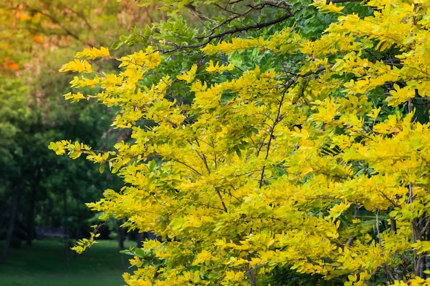 Foglie gialle nel parco