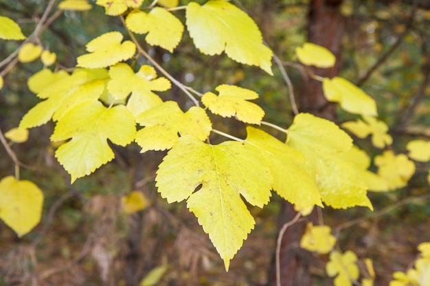 Foglie gialle nella foresta autunnale con alberi sfocati sullo sfondo.