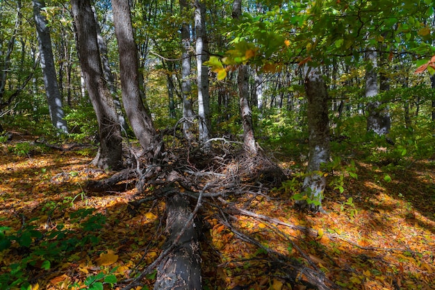 Foglie gialle secche della foresta autunnale