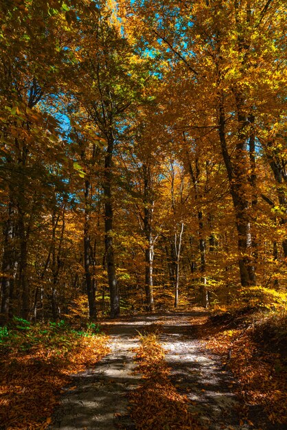 Foglie gialle secche della foresta autunnale