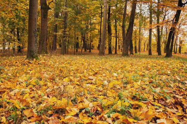 Foglie gialle sotto i piedi nel parco in autunno