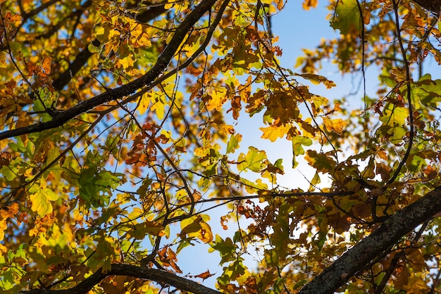 Foglie gialle su albero su sfondo blu cielo Estate indiana Umore autunnale Autunno parco o foresta