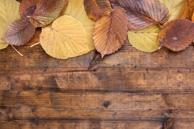 Foglie gialle su fondo di legno marrone