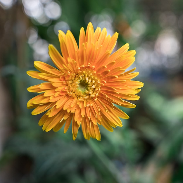 Foglie gialle su gerbera daisy