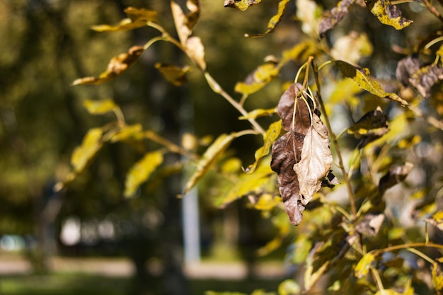 Foglie gialle su un primo piano del ramo di albero