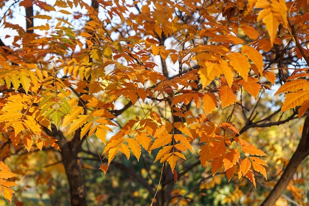 Foglie gialle su un ramo nel primo piano del parco autunnale