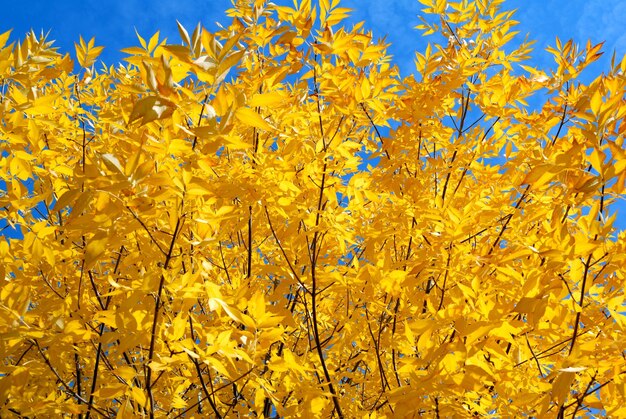 Foglie gialle sugli alberi autunnali contro il cielo blu