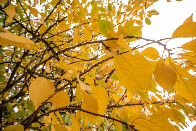 Foglie gialle sui rami degli alberi Stagione autunnale