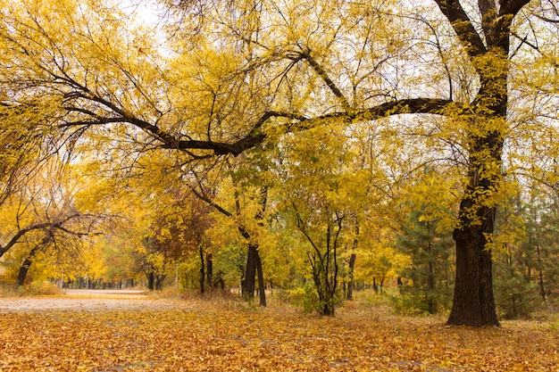 Foglie gialle sull'autunno parco