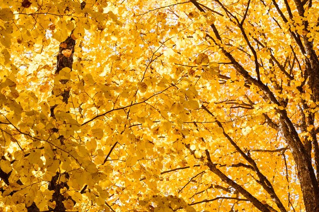 Foglie gialle sulle corone dello sfondo degli alberi