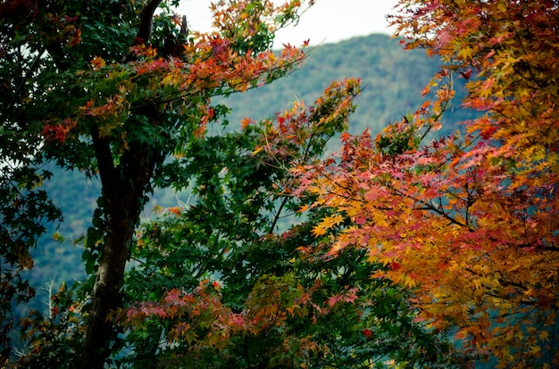 Foglie gialle, verdi e rosse che pendono dagli alberi