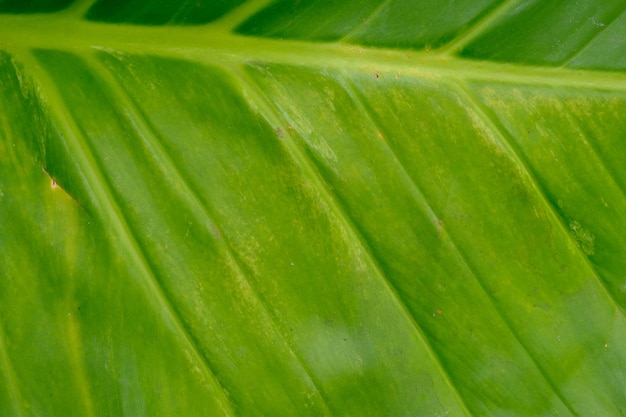 foglie giganti di pothos dorate. ampia superficie fogliare. sfondo concetto naturale.