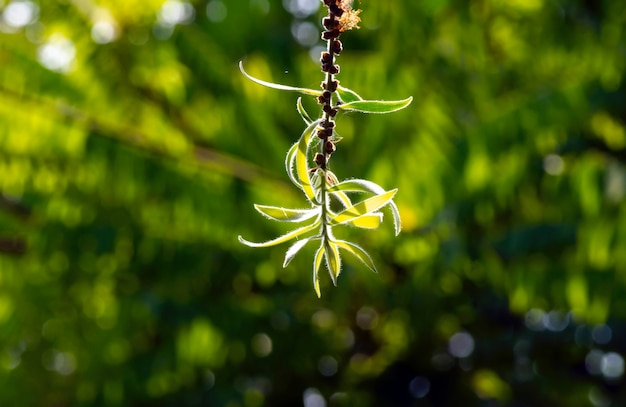 Foglie giovani di Melaleuca cajuputi, a fuoco poco profondo, con sfondo bokeh