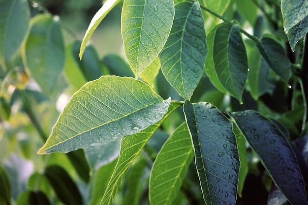 Foglie giovani di noce verde da vicino