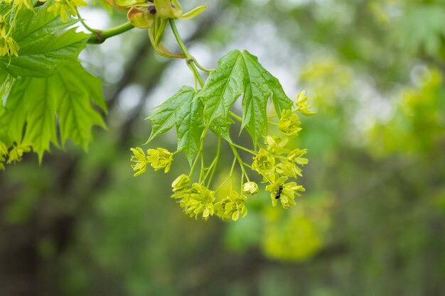 Foglie giovani e fiori gialli con una formica su un albero di acero Sfondo di primavera con bokeh