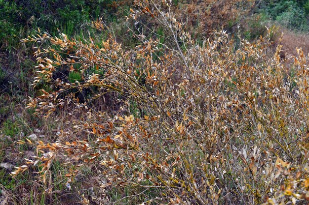 Foglie ingiallite del bosso Buxus sempervirens a causa della siccità