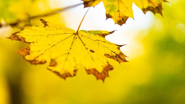 Foglie ingiallite nel parco autunnale. Belle foglie d'acero nella stagione autunnale. Concetto di autunno. Copia spazio