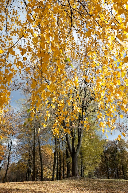 Foglie ingiallite sugli alberi - foglie ingiallite sugli alberi che crescono nel parco cittadino, stagione autunnale, un piccolo DOF,