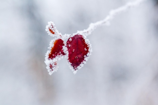 Foglie invernali coperte di neve e brina