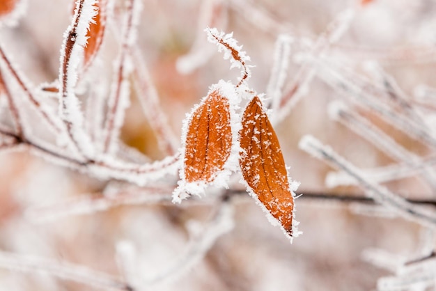 Foglie invernali coperte di neve e brina