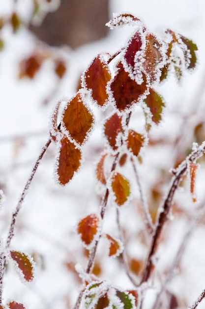 Foglie invernali coperte di neve e brina