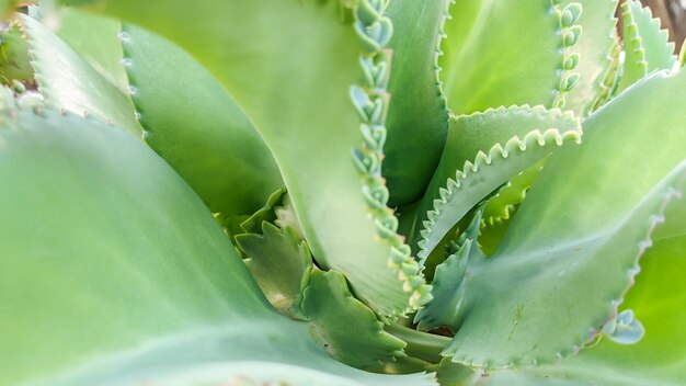 foglie Kalanchoe daigremontiana piante madri di migliaia carta da parati natura