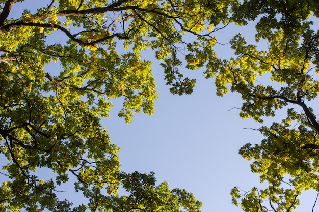 foglie luce del sole corteccia d'albero trama foresta sfondo alberi decidui conifere