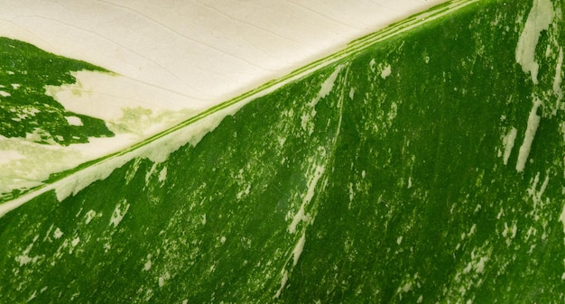 Foglie macchiate bianche del primo piano, struttura verde della foglia