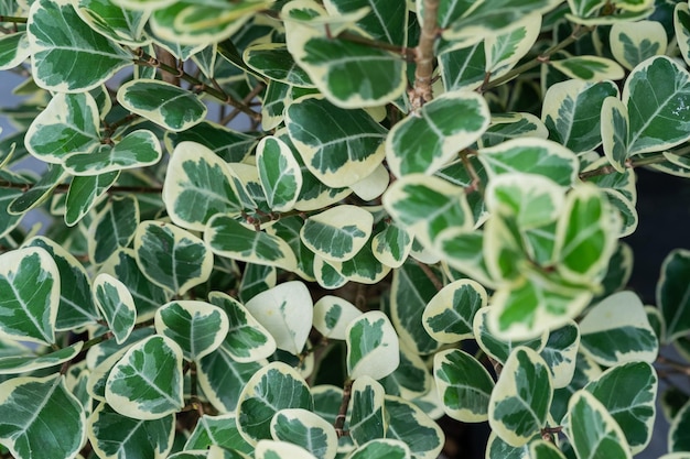 Foglie macchiate bianche del primo piano, struttura verde della foglia