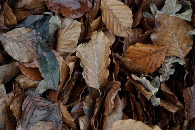 foglie marroni asciutte sul terreno nella stagione autunnale, colori autunnali nella natura