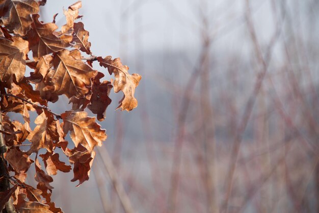Foglie marroni autunnali ricoperte di brina su uno sfondo sfocato Spazio di copia Sfondo di foglie dorate su uno sfondo pulito Gelate nella foresta