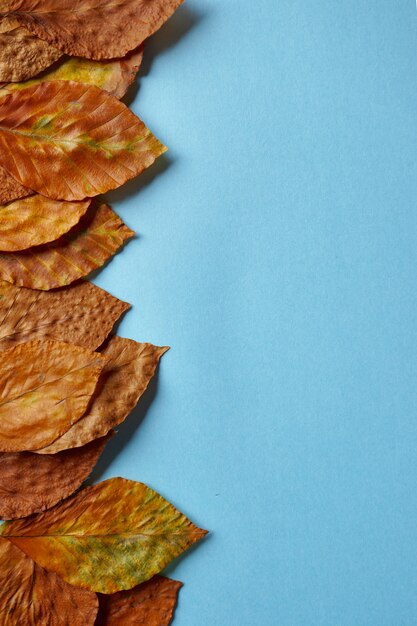 foglie marroni con colori autunnali su blu