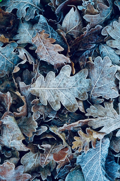 foglie marroni congelate nella natura nella stagione invernale, giorni freddi