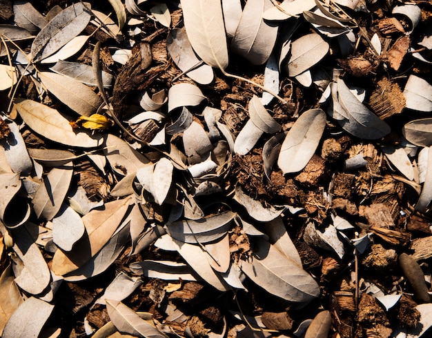 Foglie marroni e buccia di cocco sul terreno