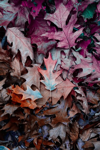 foglie marroni e multicolori sul terreno nella stagione autunnale