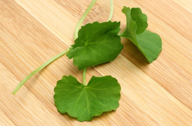 Foglie medicinali di Thankuni su fondo di legno