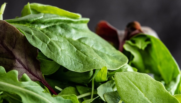 Foglie mix di spinaci verdi rucola e basilico