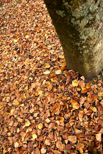 Foglie morte in un parco