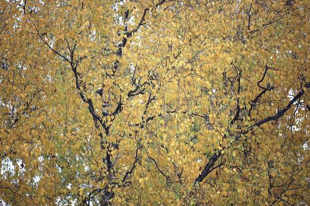 foglie multicolori rami sfondo, vista carta da parati sfocata astratta