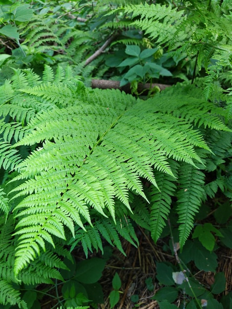 Foglie naturali di felci verdi