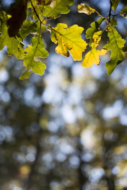 foglie nella foresta d'autunno