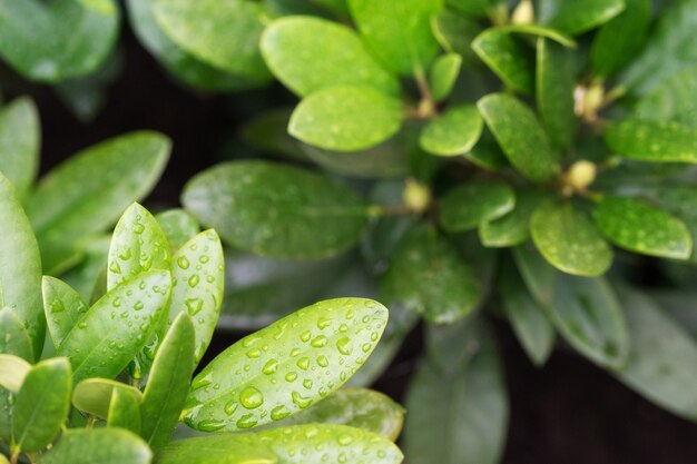 Foglie nella rugiada del mattino. Gocce d'acqua. Il concetto di ecologia