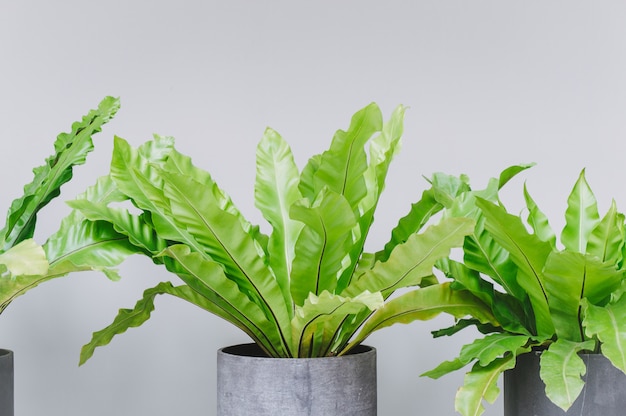 Foglie ondulate verdi nel vaso per la decorazione della casa